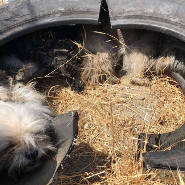 Трех комнатных собачек бросили на сельской дороге и от жары они прятались в старой шине