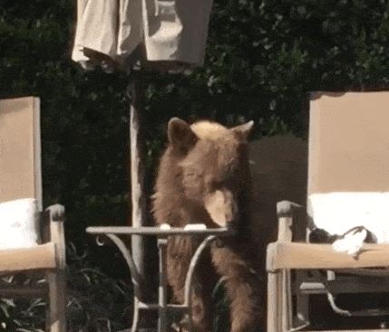 В Калифорнии медведь пришел в частный дом, поплавал в бассейне и выпил коктейль "Маргарита"