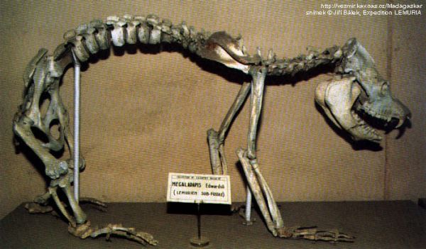 Мегаладапис Эдвардса - огромный древний лемур
