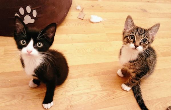 Четыре лапы на двоих: Котята родились с редким дефектом, но это не мешает им бегать и прыгать