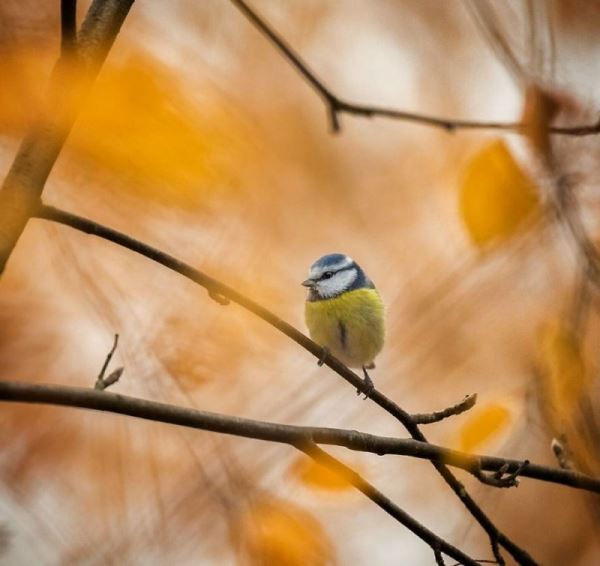 Самые круглые птички от финского фотографа