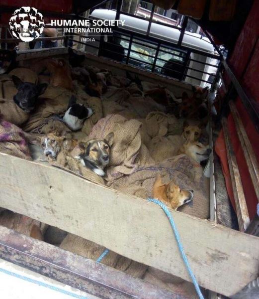 В Индии спасли 36 собак, которых засунули в мешки и хотели увезти в рестораны на мясо