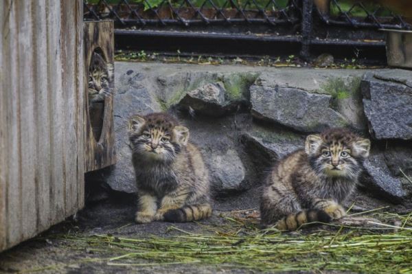 В Новосибирском зоопарке показали котят манулов, рожденных этой весной