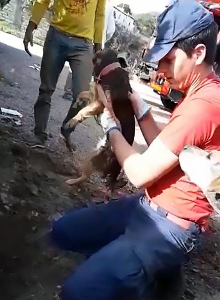 Бразильские пожарные спасли собаку, которая на пять дней застряла в сливной трубе