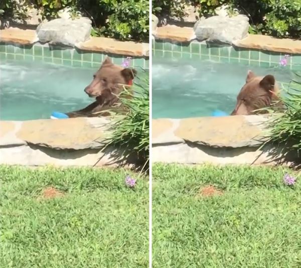 В Калифорнии медведь пришел в частный дом, поплавал в бассейне и выпил коктейль "Маргарита"