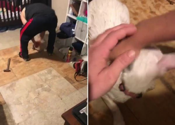 В Техасе во время наводнения мужчина прорубил пол в доме, чтобы спасти кошку