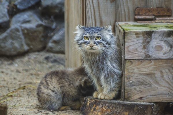 В Новосибирском зоопарке показали котят манулов, рожденных этой весной