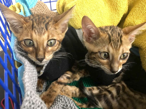 В Великобритании спасают двух бенгальских котят, которых выбросили умирать на улицу