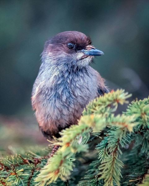 Самые круглые птички от финского фотографа