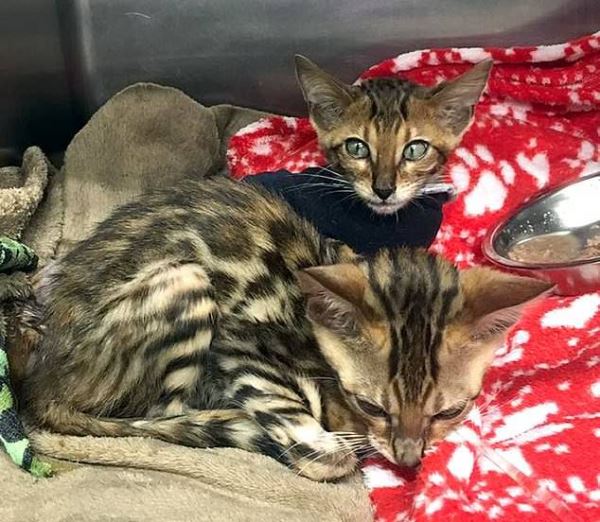 В Великобритании спасают двух бенгальских котят, которых выбросили умирать на улицу