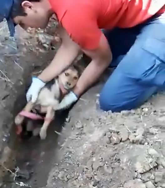 Бразильские пожарные спасли собаку, которая на пять дней застряла в сливной трубе